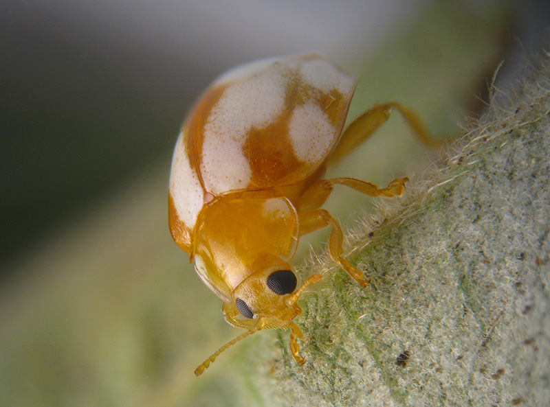 Vibidia duodecimguttata